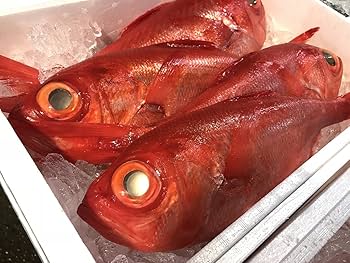 Amazon.co.jp: 静岡県産 金目鯛 （キンメダイ） 1尾 1kg～1.5kg